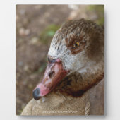 Duck Fotoplatte (Vorderseite)