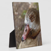 Duck Fotoplatte (Seite)