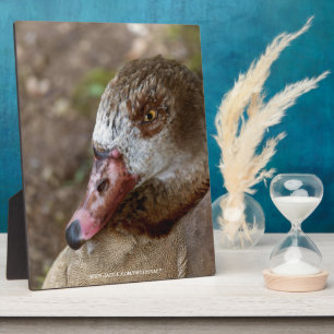 Duck Fotoplatte