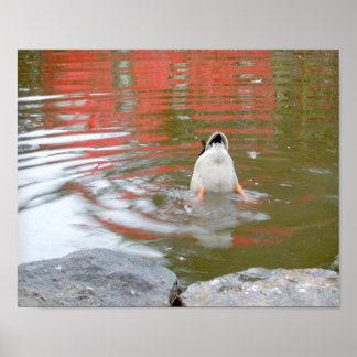 Duck Hintern Poster