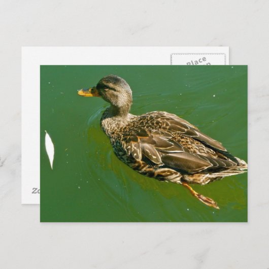 Duck in Boston Public Garden von Brad Hines Postkarte (Vorne/Hinten)