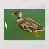 Duck in Boston Public Garden von Brad Hines Postkarte (Vorderseite)