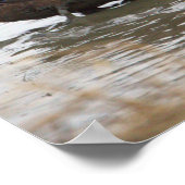 Duck in Water Poster (Ecke)