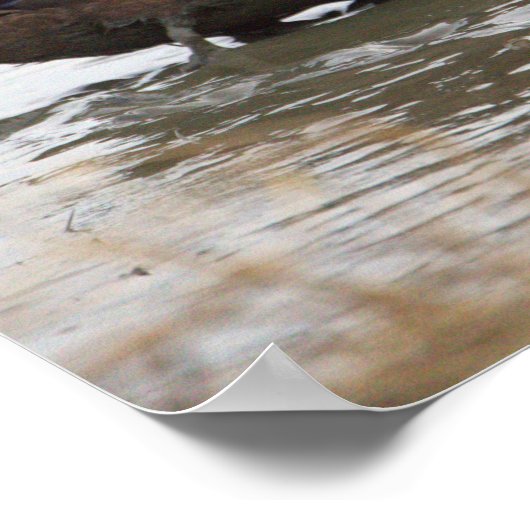 Duck in Water Poster (Ecke)