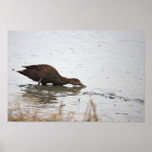 Duck in Water Poster (Vorne)
