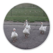 Duck Keramik Knob Keramikknauf (Vorderseite)