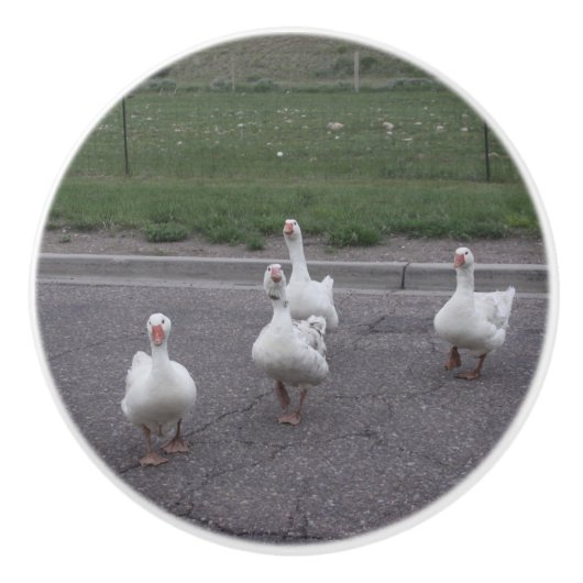 Duck Keramik Knob Keramikknauf (Vorderseite)