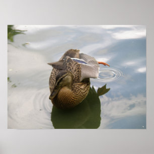 Duck Lake Print Poster