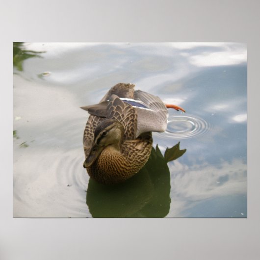 Duck Lake Print Poster (Vorne)