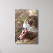 Duck Leinwanddruck (Vorderseite)