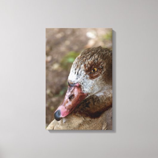 Duck Leinwanddruck (Vorderseite)