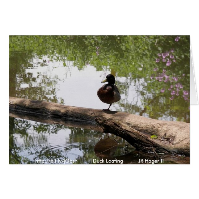 Duck Loafing (Vorderseite (Horizontal))