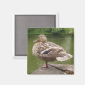 Duck Magnet (Vorderseite/Rückseite)