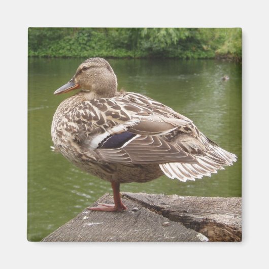 Duck Magnet (Vorne)
