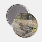 Duck Magnet (Vorderseite/Rückseite)