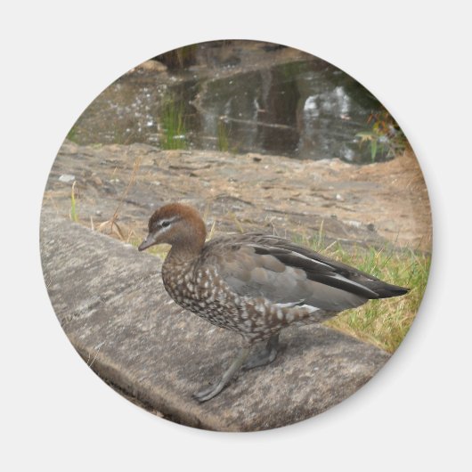 Duck Magnet (Vorne)