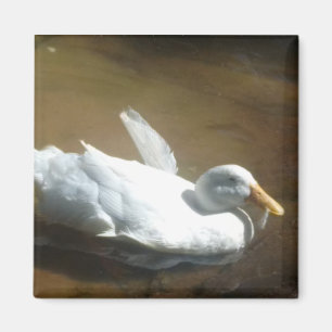 Duck Magnet
