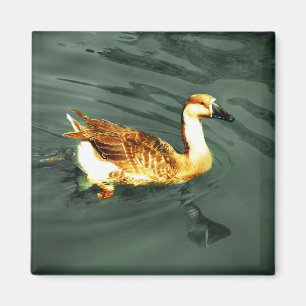 Duck Magnet