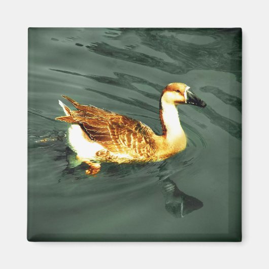 Duck Magnet (Vorne)