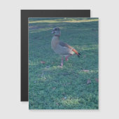 Duck Magnet (Vorne/Hinten)