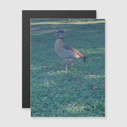 Duck Magnet (Vorne/Hinten)