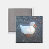 Duck Magnet (Vorderseite/Rückseite)