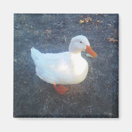 Duck Magnet