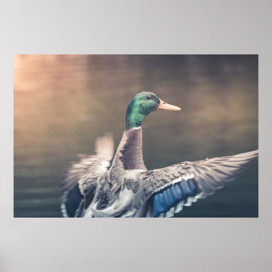 Duck Nature Foto Poster (Vorne)