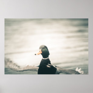 Duck Nature Foto Poster