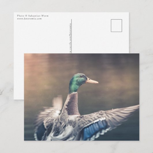 Duck Nature Photo Postkarte (Vorne/Hinten)