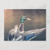 Duck Nature Photo Postkarte (Vorderseite)
