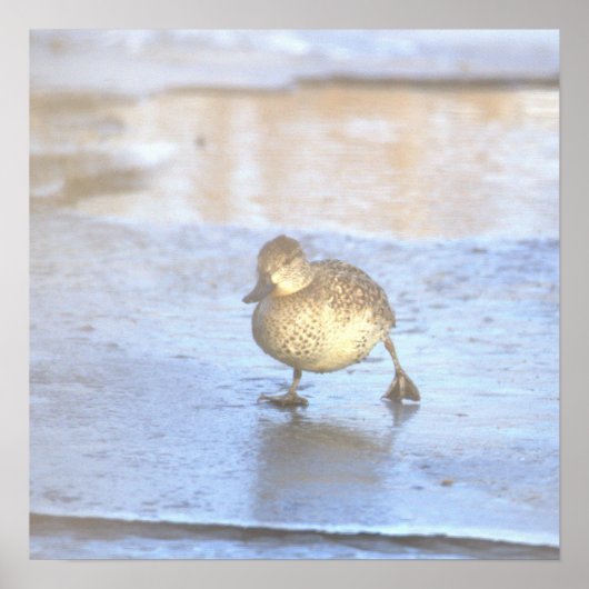 Duck Photo Poster (Vorne)