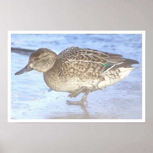 Duck Photo Poster (Vorne)