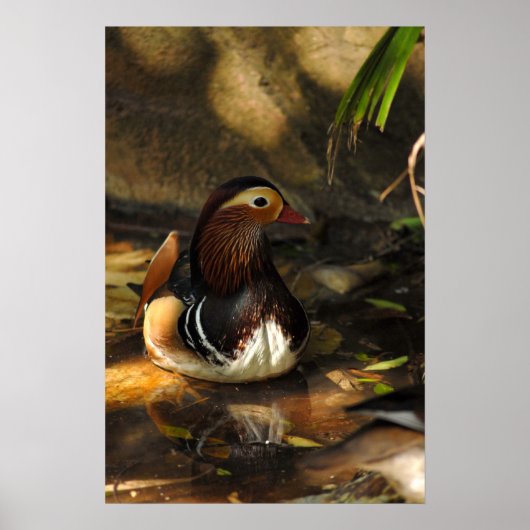 Duck Pond Poster (Vorne)