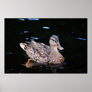 Duck Poster