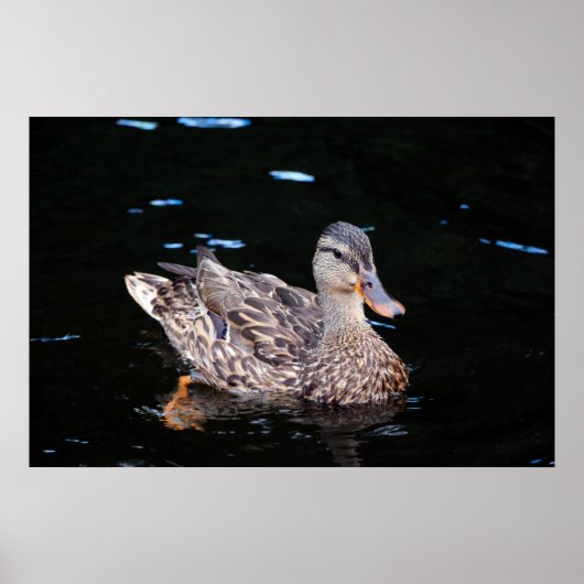Duck Poster (Vorne)
