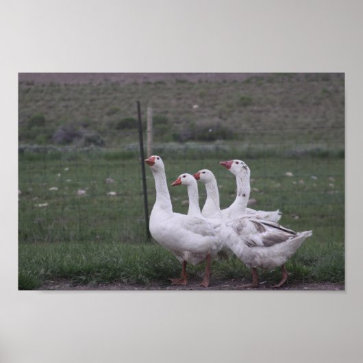 Duck Poster (Vorne)