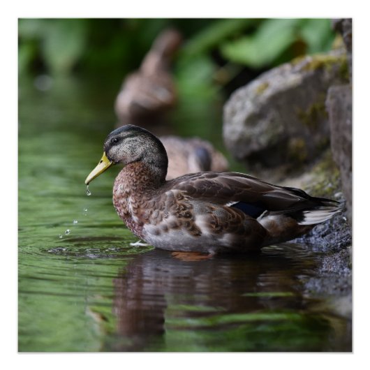 Duck Poster (Vorderseite)