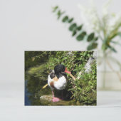 Duck Postkarte (Stehend Vorderseite)