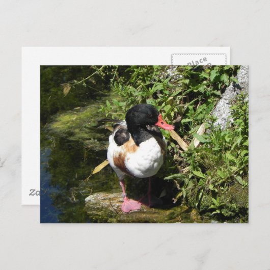 Duck Postkarte (Vorne/Hinten)