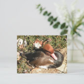 Duck Postkarte (Stehend Vorderseite)