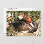 Duck Postkarte (Vorne/Hinten)
