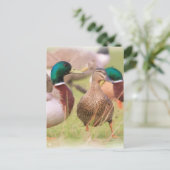 Duck Postkarte (Stehend Vorderseite)