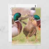 Duck Postkarte (Vorne/Hinten)