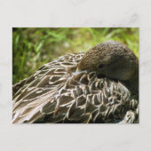 Duck Postkarte (Vorderseite)