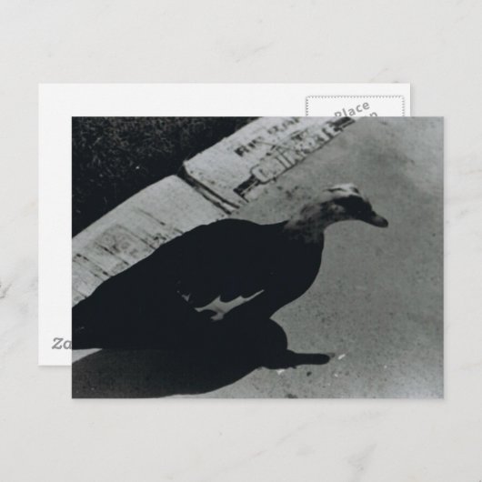 Duck Postkarte (Vorne/Hinten)