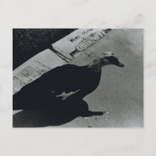 Duck Postkarte