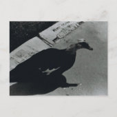 Duck Postkarte (Vorderseite)