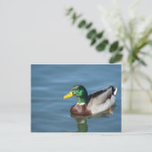 Duck Postkarte (Stehend Vorderseite)