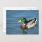 Duck Postkarte (Vorne/Hinten)